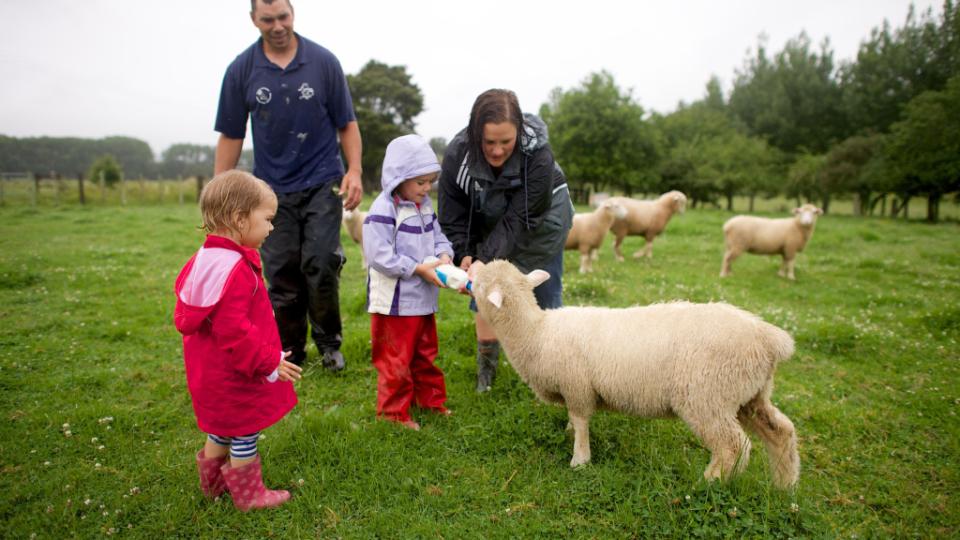 Feeding Sheep